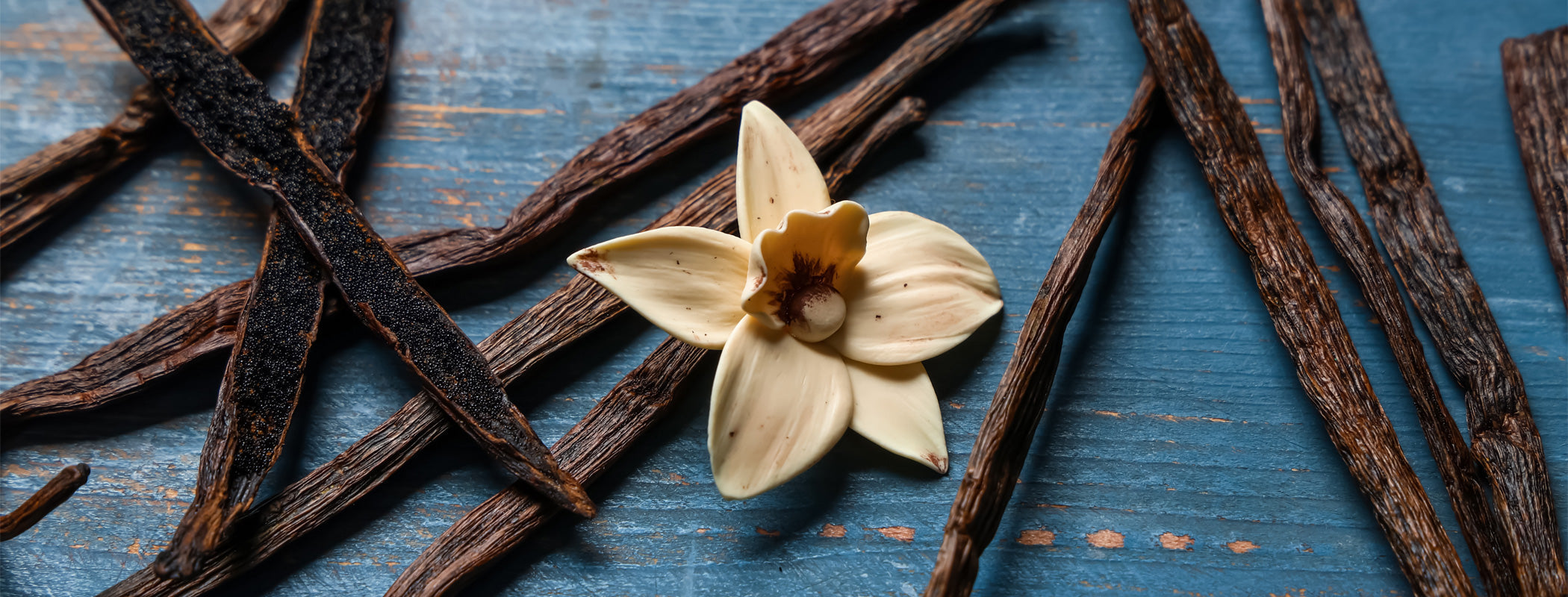 A bunch of dried vanilla bean pods with a vanilla bean flower on a rustic blue wood background