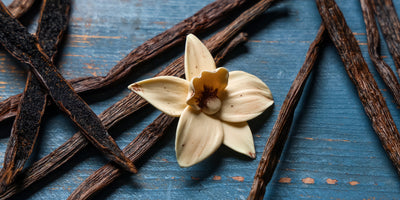 A bunch of dried vanilla bean pods with a vanilla bean flower on a rustic blue wood background
