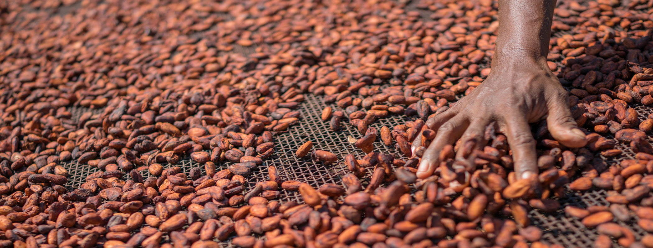 Farmer hand organizing sustainable raw cacao beans