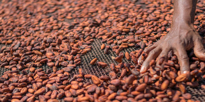 Farmer hand organizing sustainable raw cacao beans