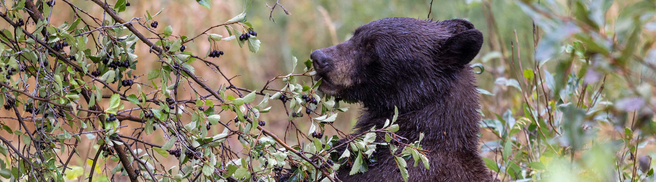 Black Bear Eating huckleberries in Autumn