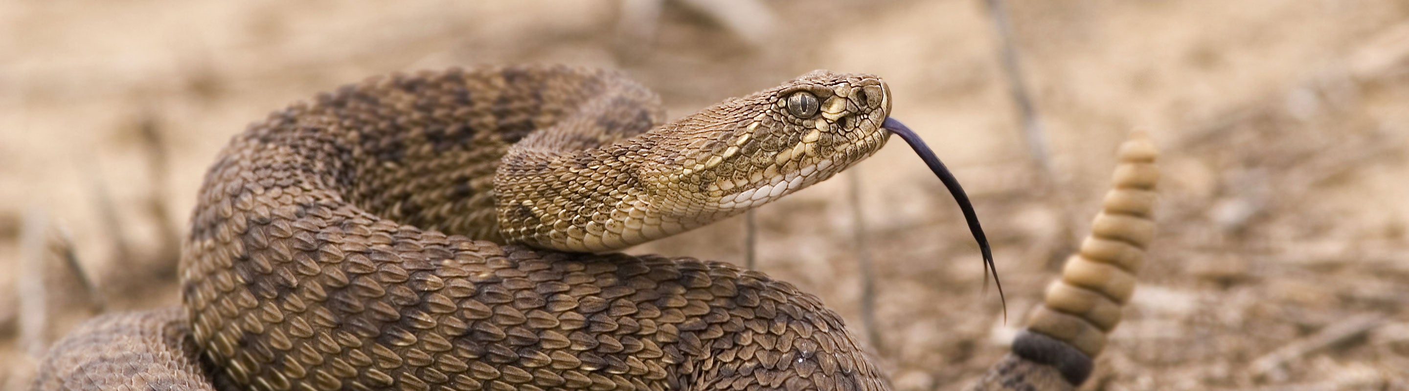 目立抜群 Spear Gladius Hard Tail Snake Bite Honshu Double-Headed Spear